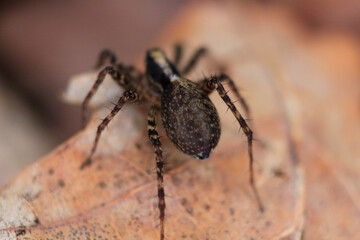 Spinne Nahaufnahme
