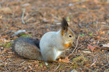 squirrel portrait in autumn