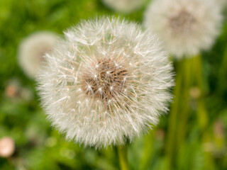Obraz premium dandelion close up