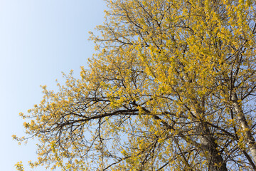 spring foliage against the sky