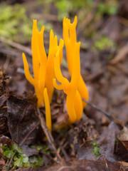Ramaria flava close up
