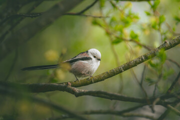 Long-Tailed Tit