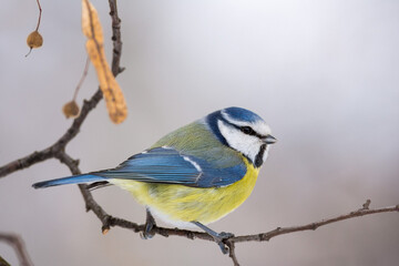 Blue Tit