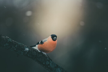 Bullfinch