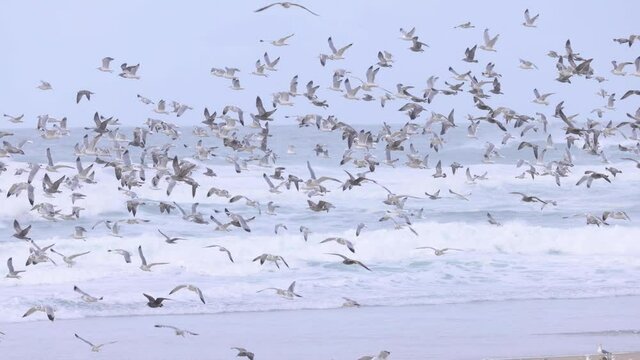 Large flock of seagulls near the Pacific Ocean flying in slow motion