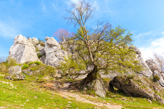 Beautiful lime rocks formation near Podlesice village in Polish Jurassic Highland on sunny spring day, Poland