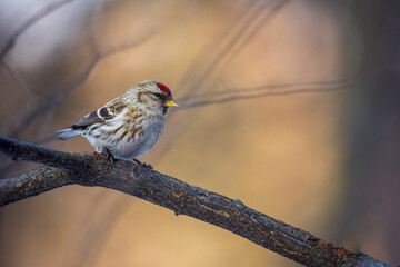Common Redpoll