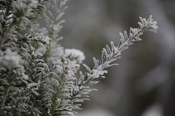 snow covered branches