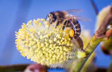 Pszczoła Na Wierzbie - obrazy, fototapety, plakaty