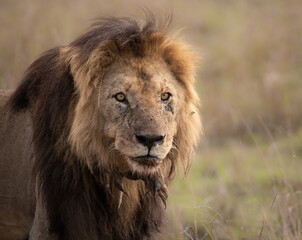 Obraz na płótnie Canvas A lion in the Maasai Mara, Africa 