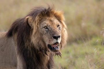 Obraz na płótnie Canvas A lion in the Maasai Mara, Africa