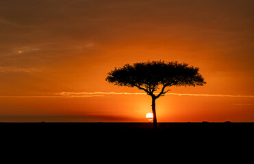 Fototapeta na wymiar A tree at sunset in the Maasai Mara, Africa 
