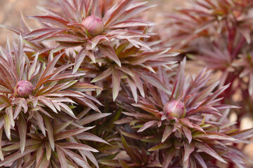 Close-up of flowering flowers in the garden, background nature.