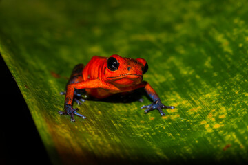 Fototapeta premium Strawberry Poison Dart Frog (Oophaga pumilio) Up Close