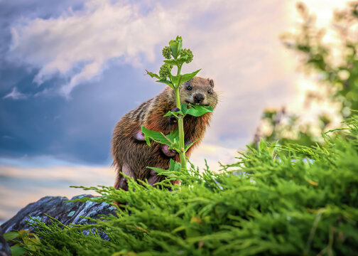 Mother groundhog standing eating plant