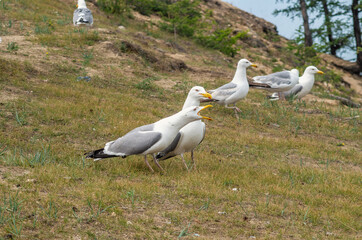 Fototapeta premium seagulls on the shore of Lake Baikal