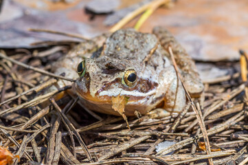 a frog basks in the sun