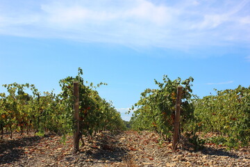 Beautiful view over the southern French vineyards. Photo was taken on a very hot day at the end of summer.