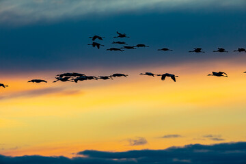 Naklejka na ściany i meble Silhouettes of flying Cranes ( Grus Grus) at Sunset France