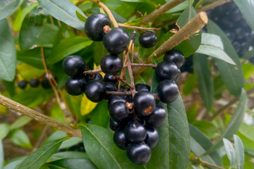 Black berries on a bush in the garden close-up.