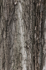 texture of a chestnut tree bark. closeup nature background