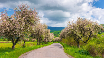 blossoming trees in spring time. road winding through mountainous countryside in springtime. beautiful rural nature scenery on a sunny day. clouds on the blue sky
