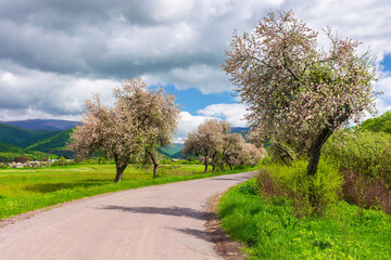 carpathian countryside in springtime. blossoming trees along the road winding in to the distant mountains. beautiful rural scenery on a sunny day. clouds on the blue sky