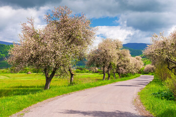 blossoming trees along the asphalt road. carpathian rural scenery in spring. beautiful countryside landscape on a sunny day. clouds on the blue sky above the distant mountains