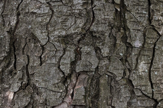 texture of a poplar tree bark. closeup nature background