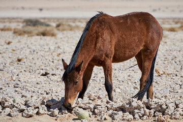 Wild Namib desert horse smells at a melon, Namibia, Africa.