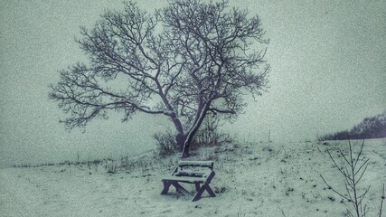 Bank und Baum im Winter