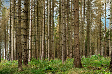 Abgestorbene Fichten im Naturpark Harz