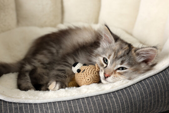 Cute fluffy kitten with toy resting on pet bed