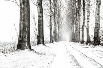 Old dirt road with trees in wintertime.