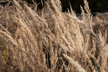 Fototapeta premium Dry panicles of Miscanthus sway in the wind in autunm sunny day