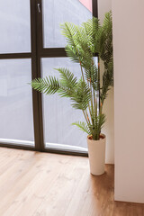 A large green palm tree in a floor flowerpot stands in the corner of the room near the panoramic window