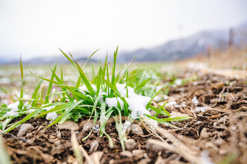 雪がかかった麦の芽