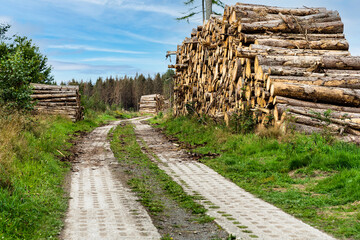 Holzpolter und ehemaliger Kolonnenweg bei Sorge