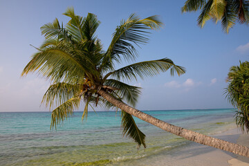 Palm trees arching over a sandy beach. Dhigurah island, Maldives.