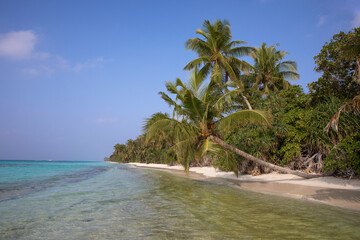 Palm trees arching over a sandy beach. Dhigurah island, Maldives.