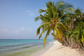 Palm trees arching over a sandy beach. Dhigurah island, Maldives.