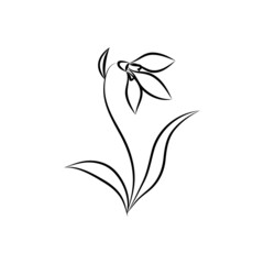 First spring flower, snowdrop with leaves and stem. Vector line drawing in outline style, isolated object on white background.