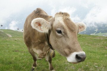 Naklejka na ściany i meble Kuh auf der Weide