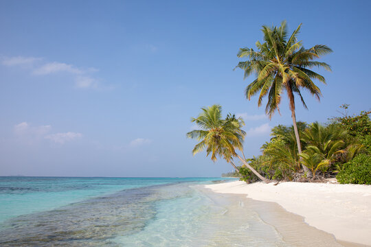 Palm trees arching over a sandy beach. Dhigurah island, Maldives.