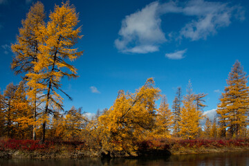 Russia. Far East, Magadan region. Yellow taiga on the bank of a tributary of the Kolyma River at...