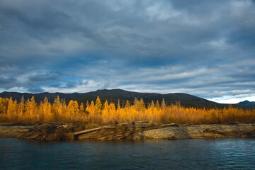 Russia. Far East, Magadan region. Yellow taiga on the bank of a tributary of the Kolyma River at the very beginning of cold autumn.