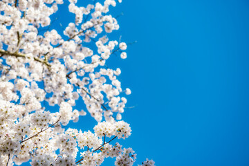 Trees full of spring blossom.