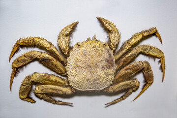 Hairy hermit crab (Latin Pagurus pubescens) with large claws on a white background. Marine animals crustaceans fish.
