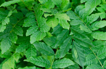 Background from Wisteria frutescens leaves.