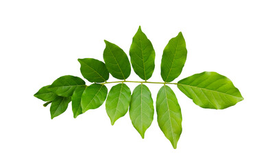 Leaf of Wisteria frutescens on a white background.